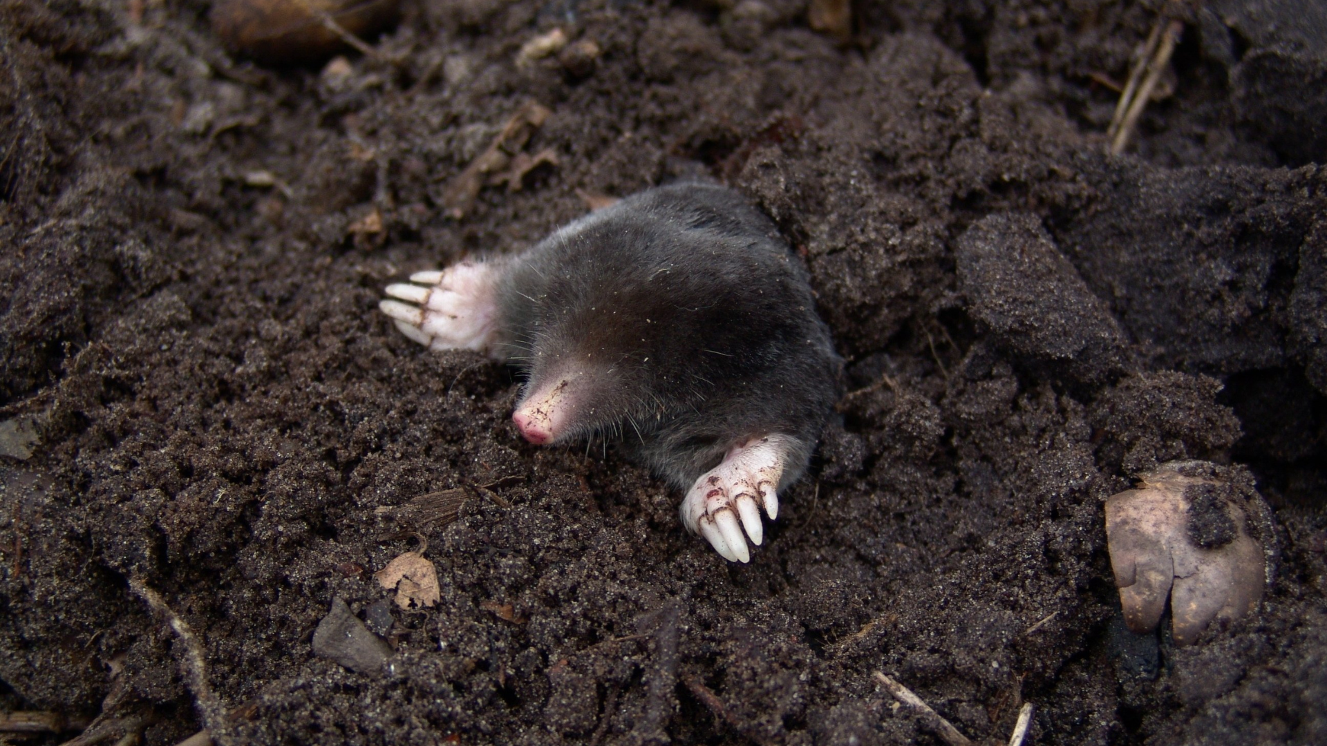 Siatka na krety w ogrodzie