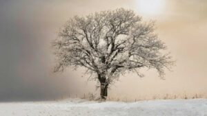 Czy mróz ułatwia wycinkę drzew? Fakty i mity