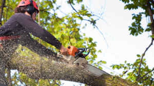 Zima – najlepszy czas na wycinkę i przycinkę drzew