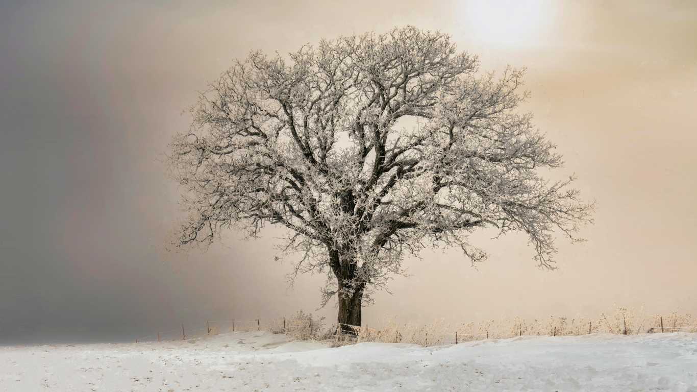 Czy mróz ułatwia wycinkę drzew? Fakty i mity
