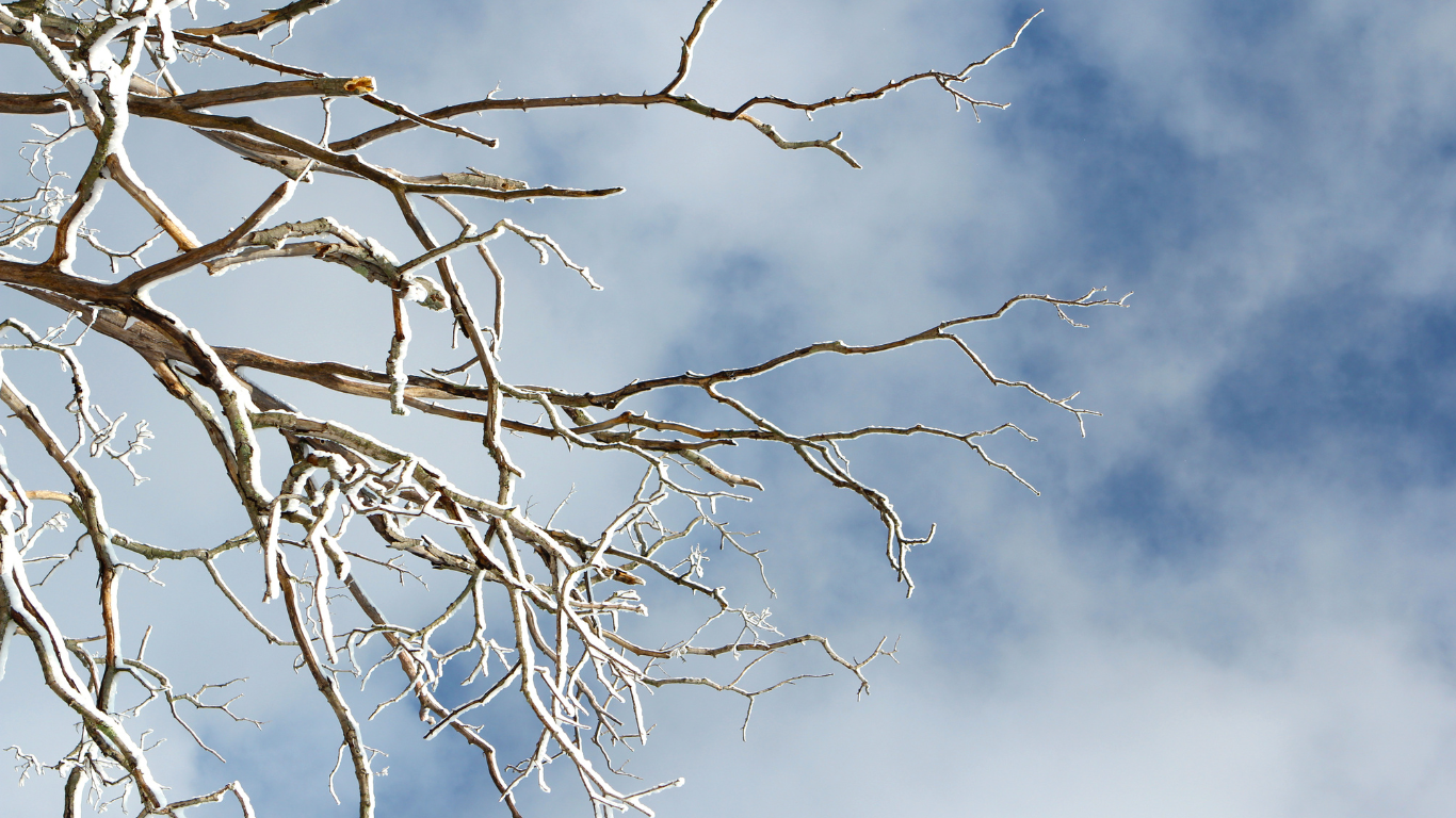 Czy można wycinać drzewa zimą i wczesną wiosną? Fakty i mity