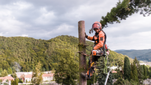 Wycinka drzew metodą alpinistyczną: na czym polega i kiedy się ją stosuje?