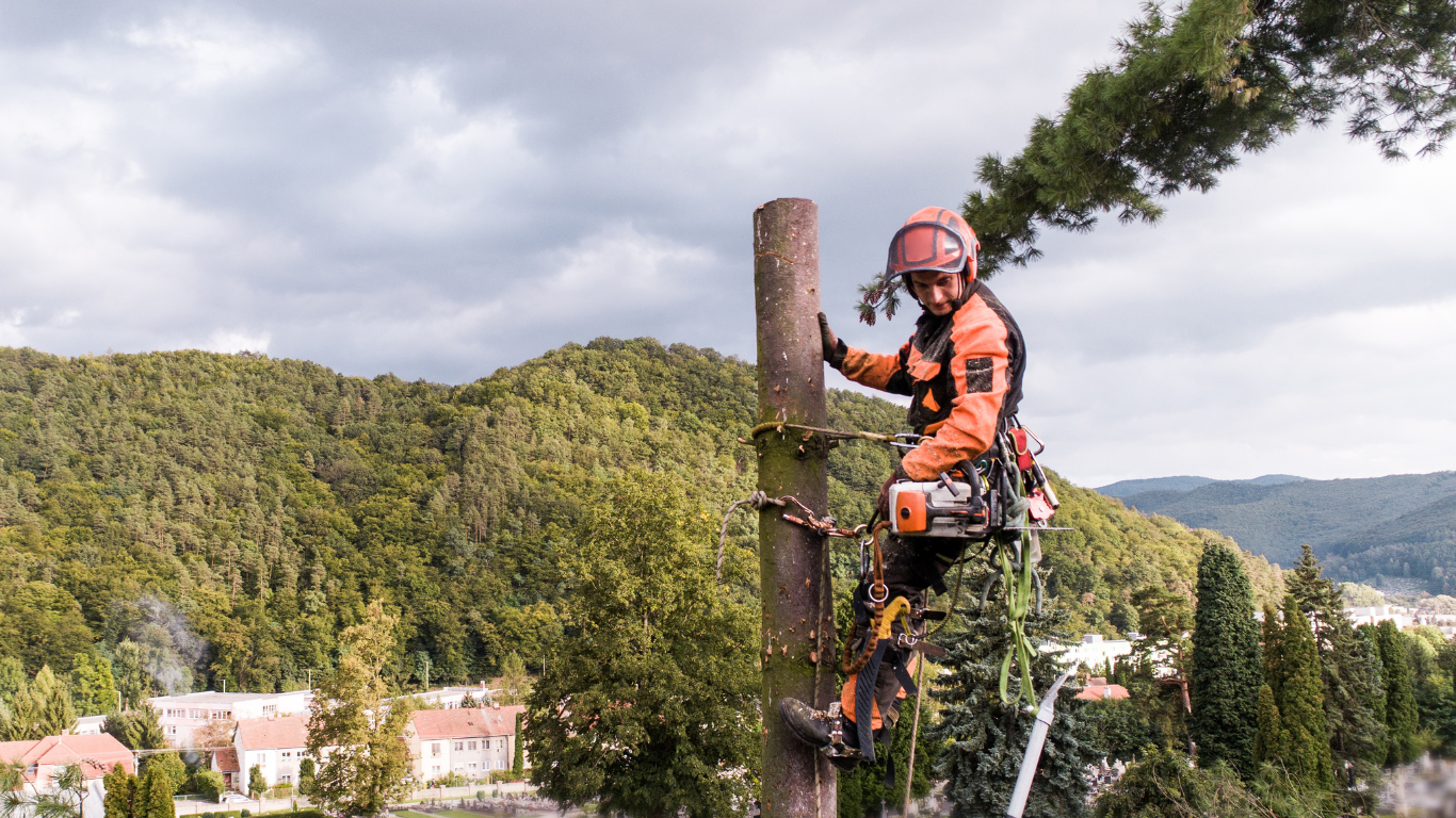 Wycinka drzew metodą alpinistyczną: na czym polega i kiedy się ją stosuje?